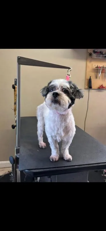 Spunky Nuppy thumbnail 2