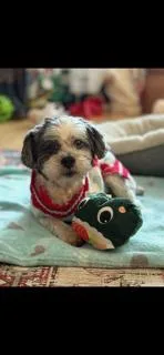 Spunky Nuppy thumbnail 4