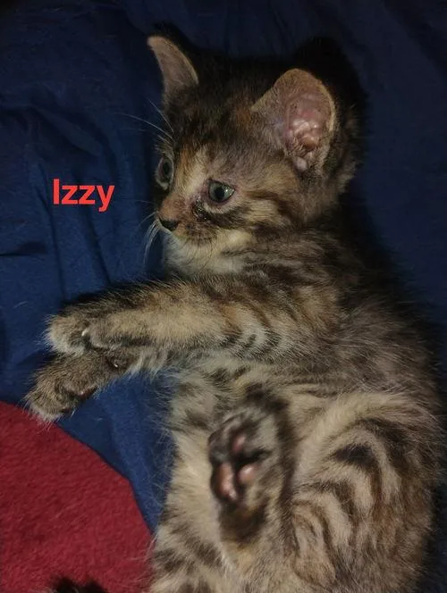 Izzy  Waldo Litter