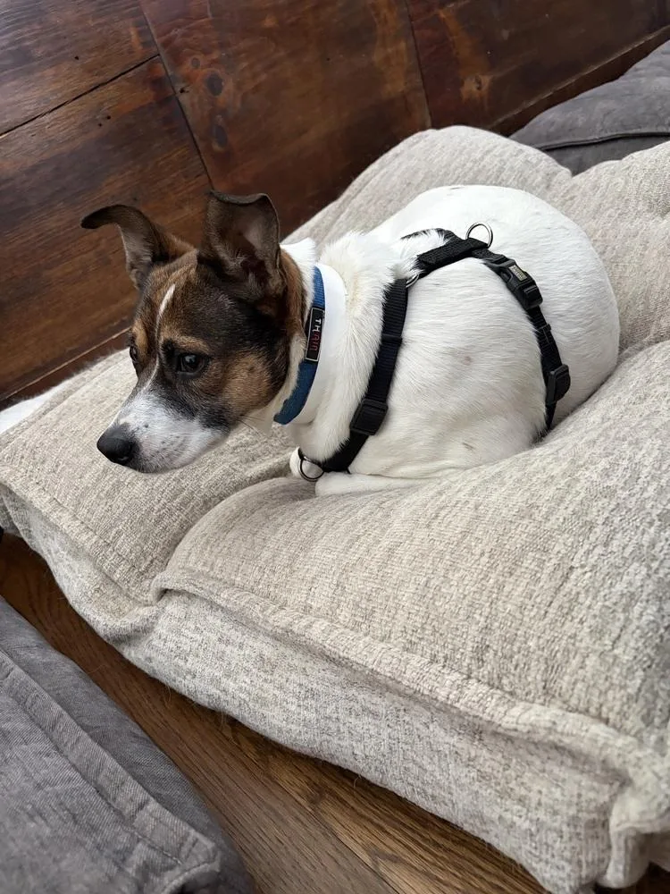 Kangaroo thumbnail 2