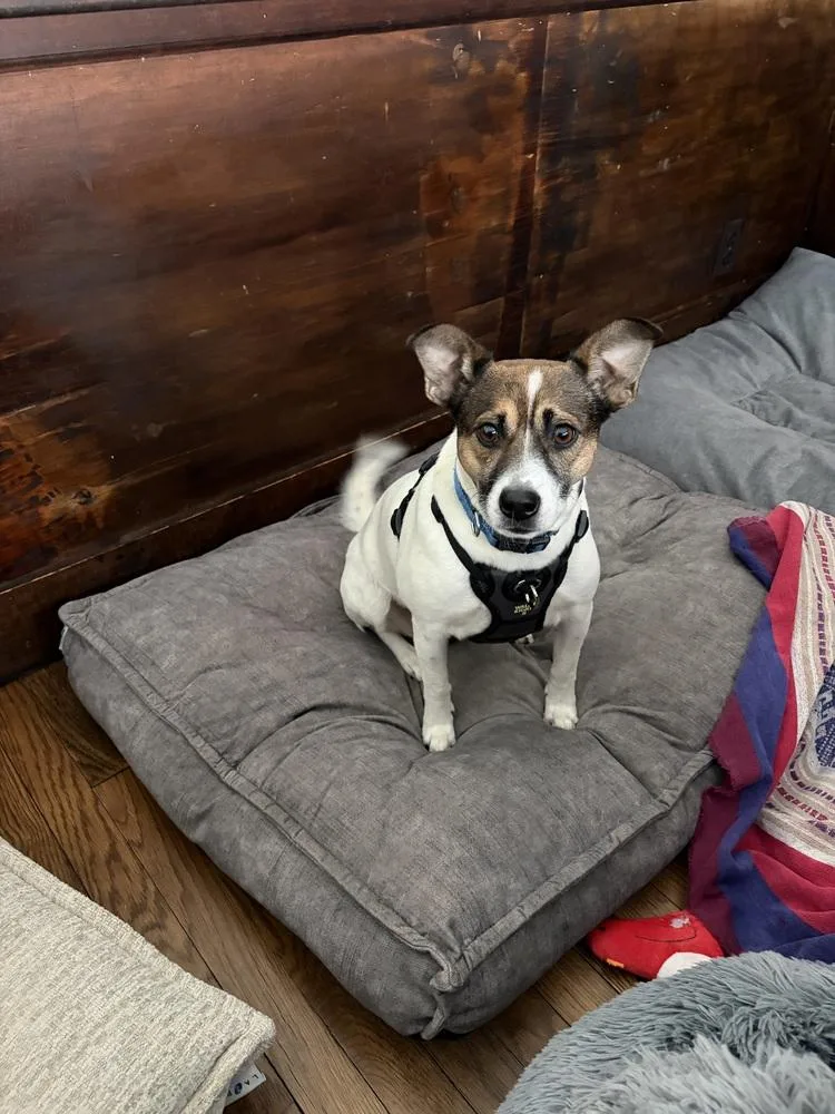 Kangaroo thumbnail 3