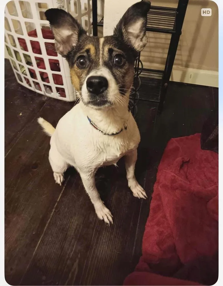 Kangaroo thumbnail 4