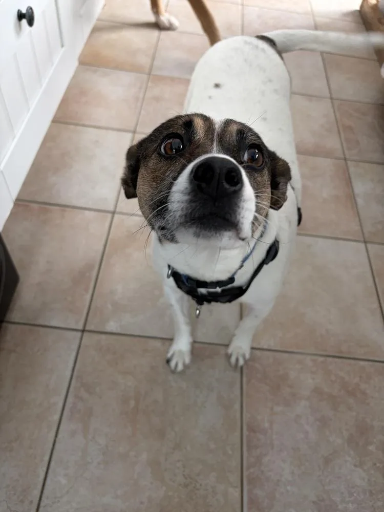 Kangaroo thumbnail 5