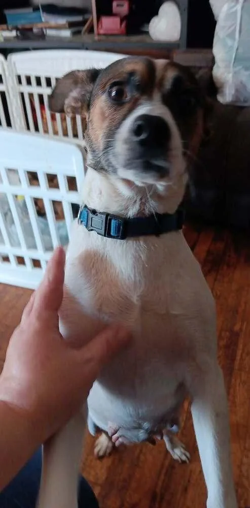 Kangaroo thumbnail 6