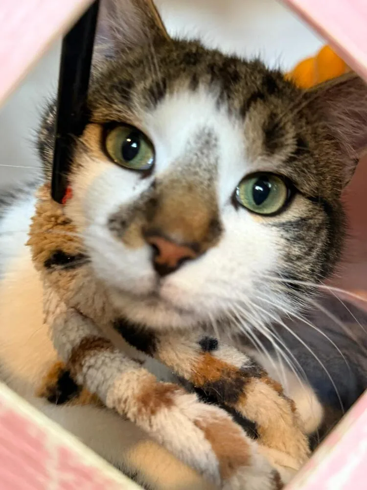 Captain America thumbnail 5