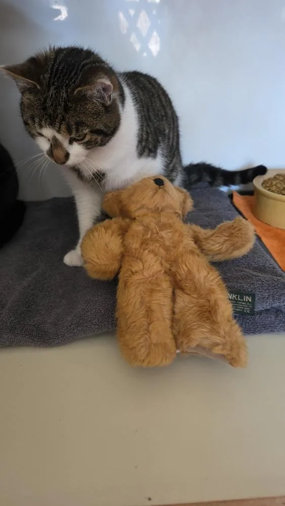 Captain America thumbnail 6