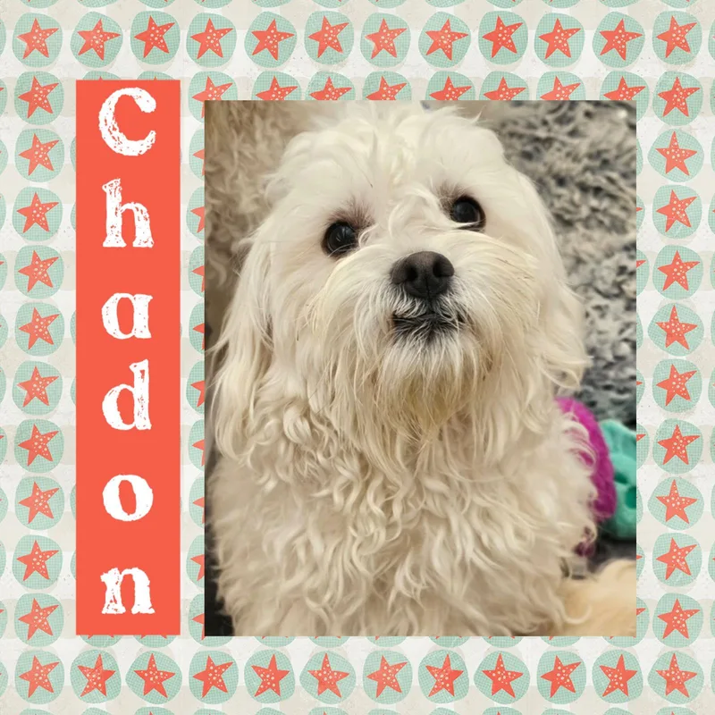 Chadon thumbnail 2