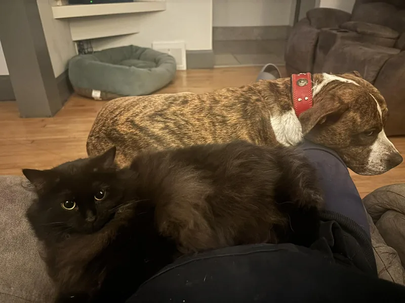 Dusty Bunny thumbnail 2