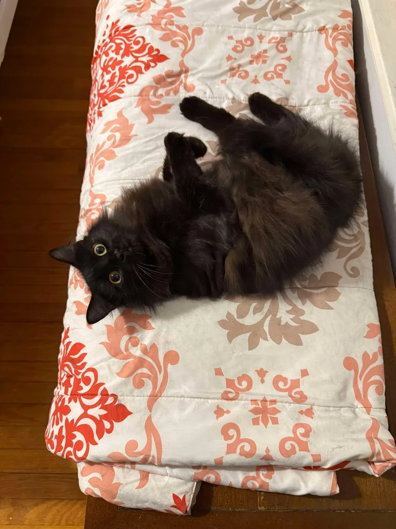 Dusty Bunny thumbnail 3