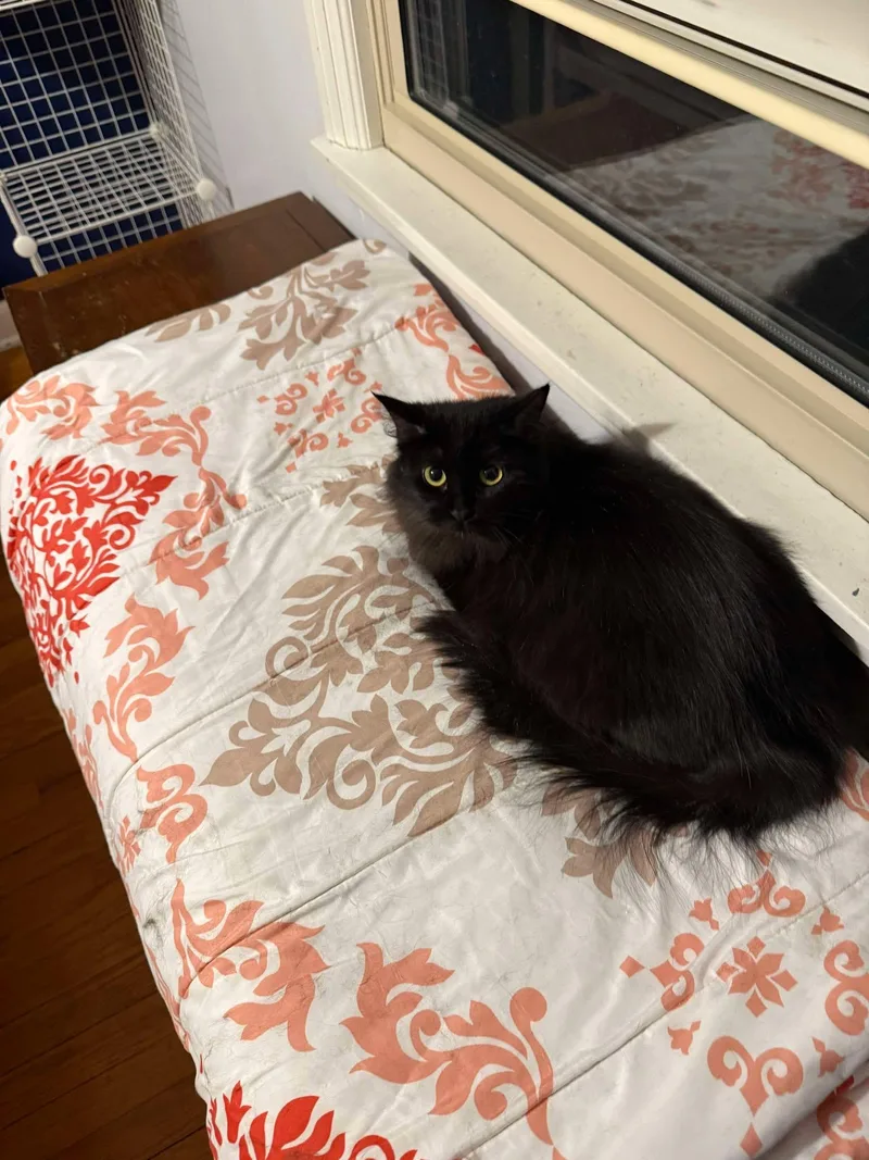 Dusty Bunny thumbnail 5