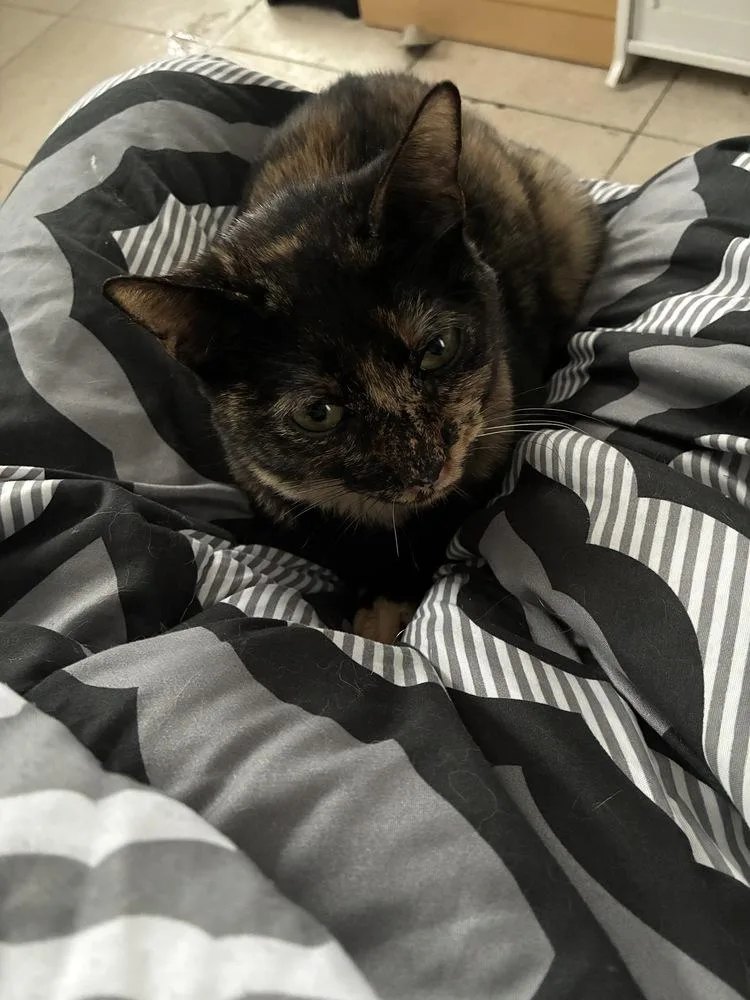 Great Gatsby thumbnail 2