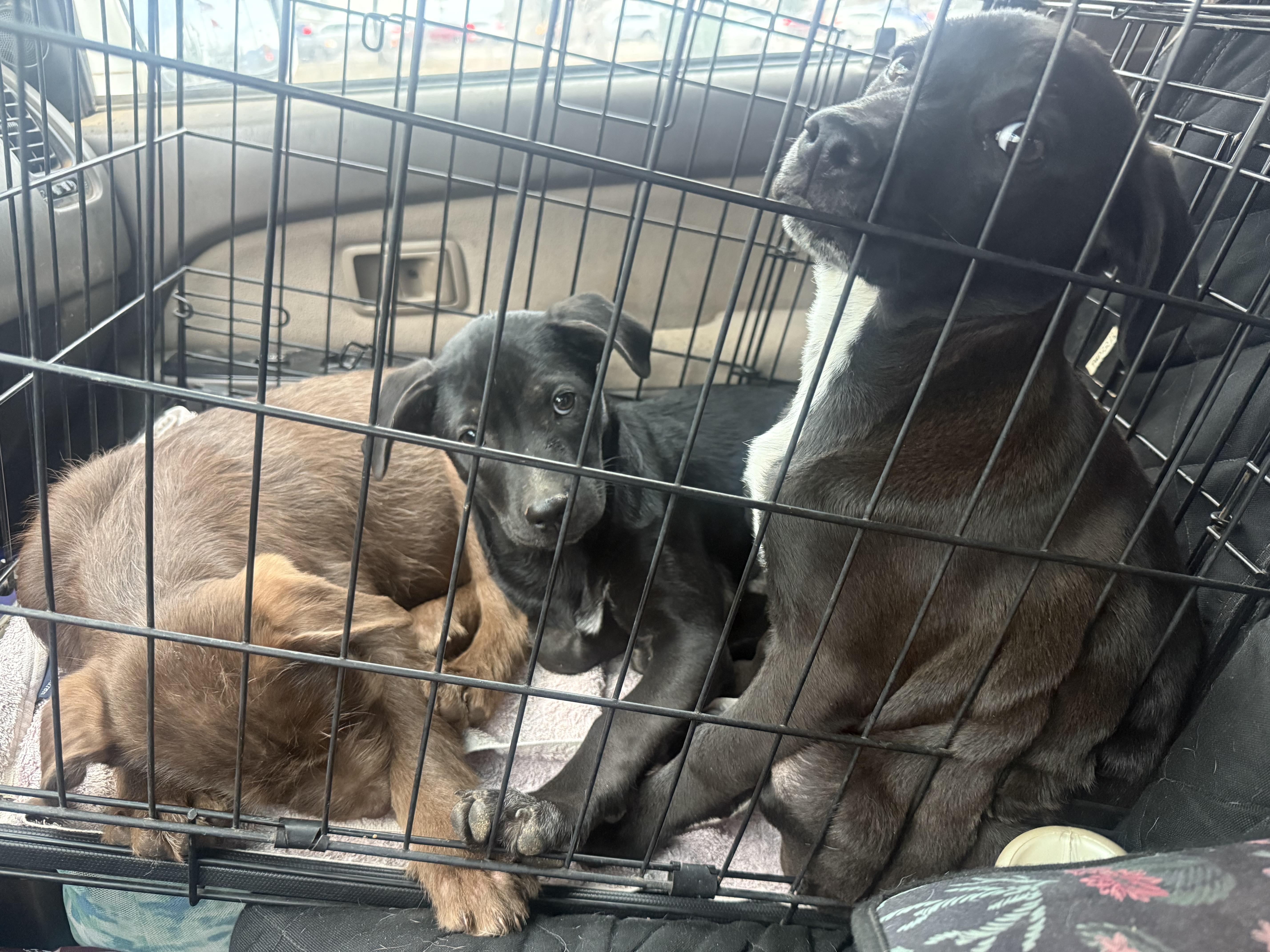 Guinness thumbnail 4