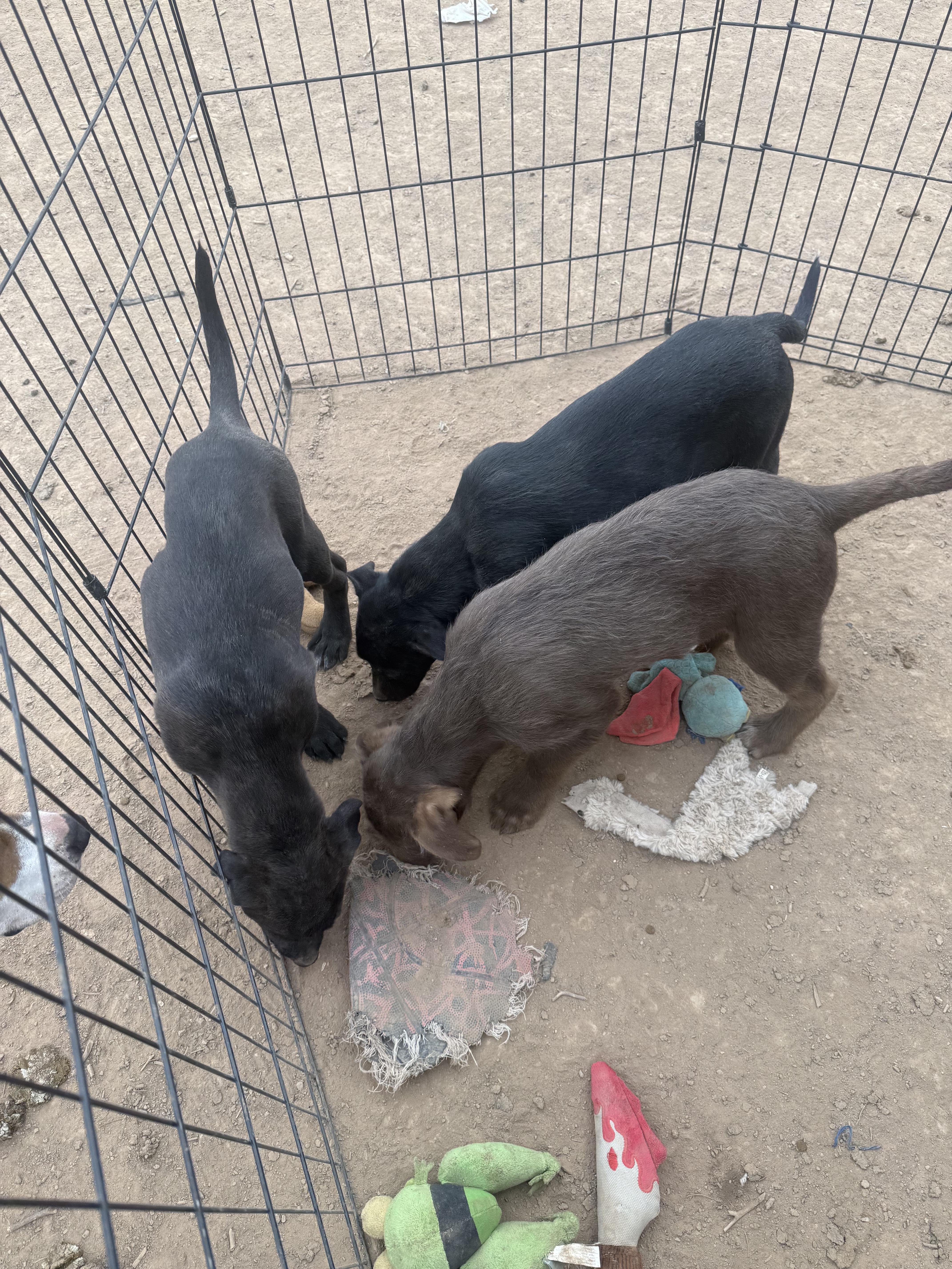 Guinness thumbnail 5