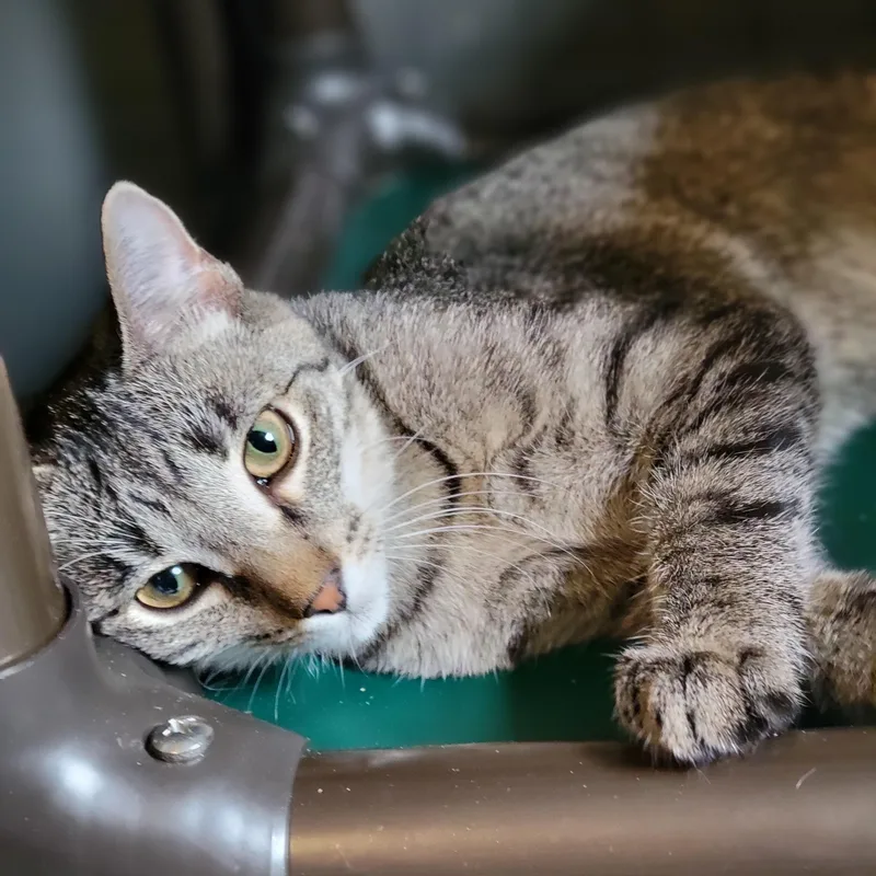 Habanero thumbnail 2