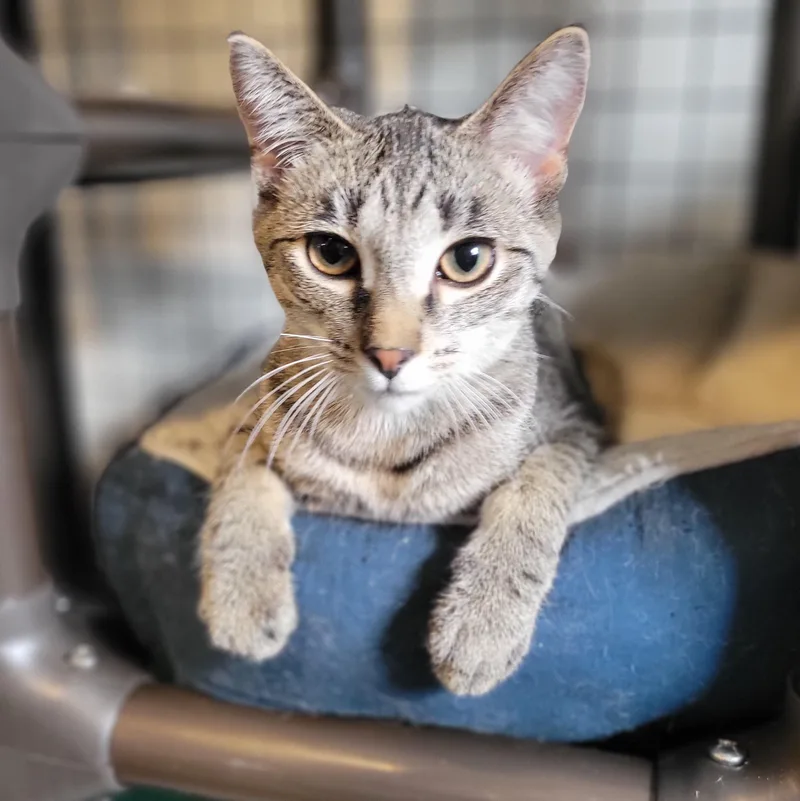 Habanero thumbnail 3