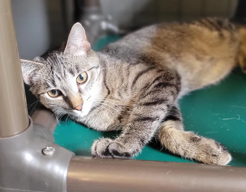 Habanero thumbnail 4