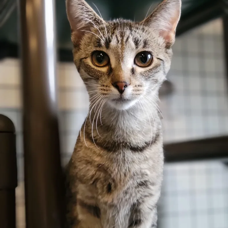 Habanero thumbnail 5