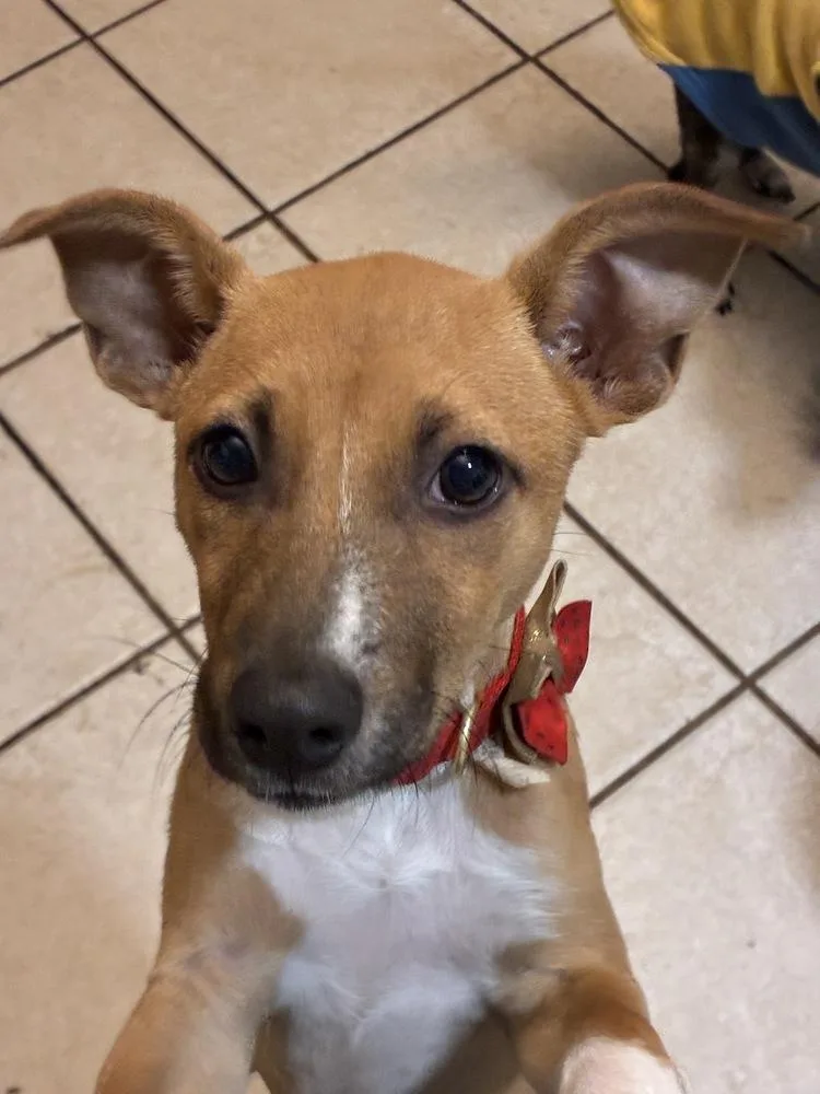 Lil Twinkle thumbnail 3