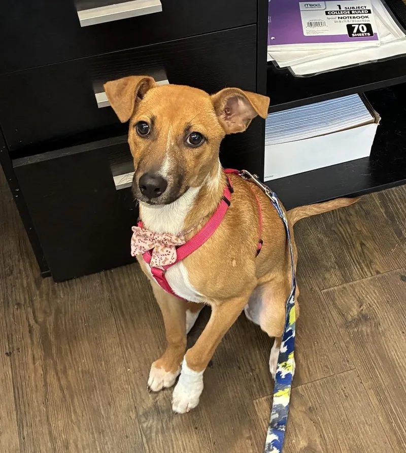 Lil Twinkle thumbnail 4