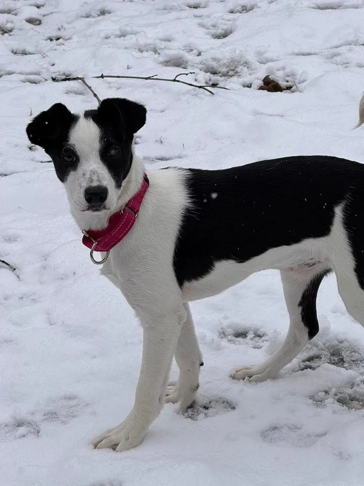 Wishbone thumbnail 2