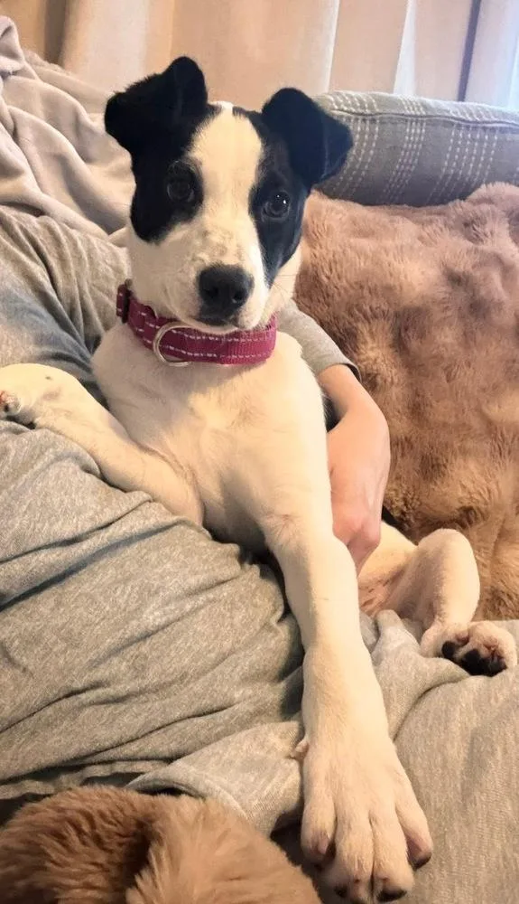 Wishbone thumbnail 3