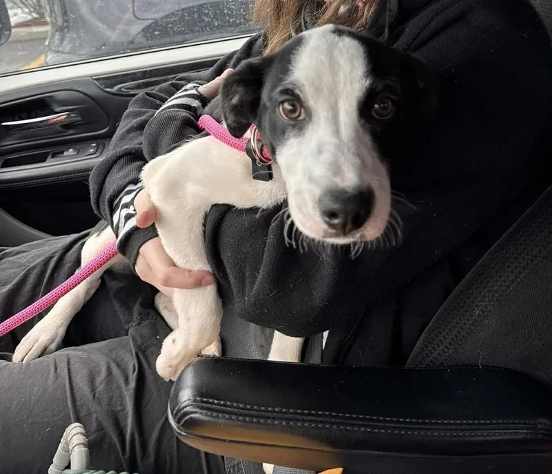 Wishbone thumbnail 4