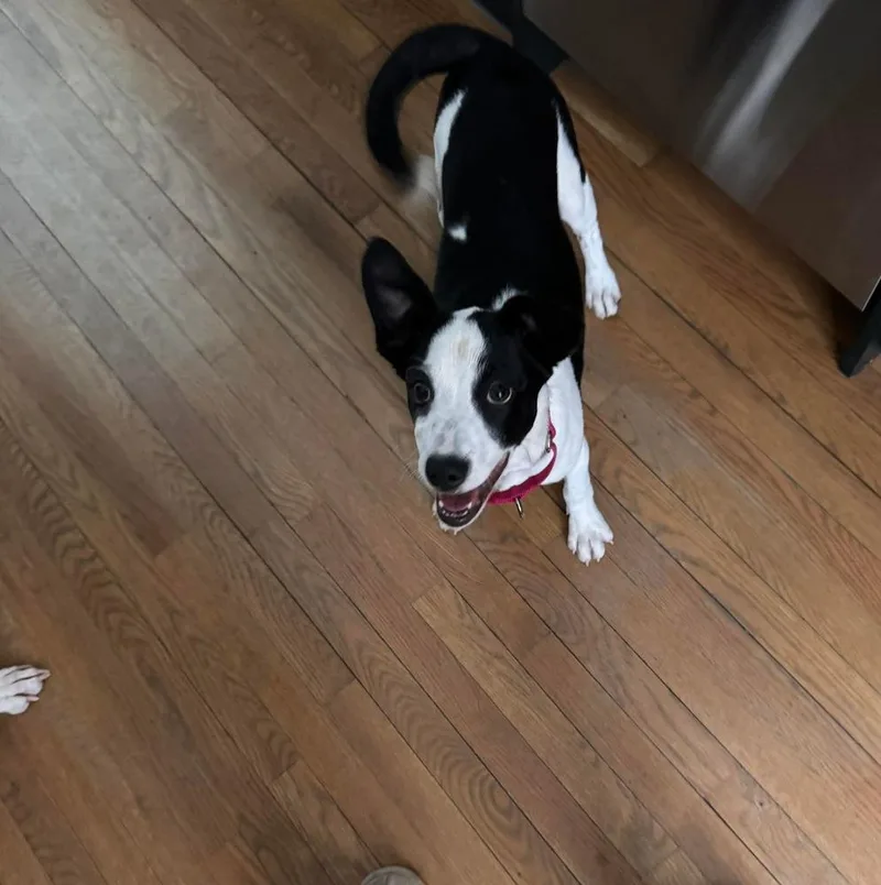 Wishbone thumbnail 5