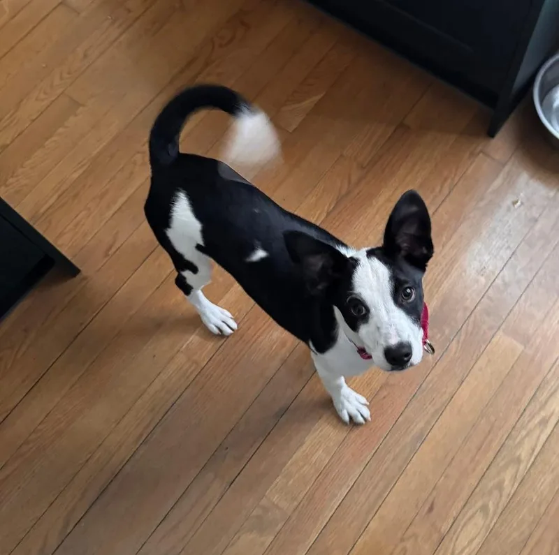 Wishbone thumbnail 6