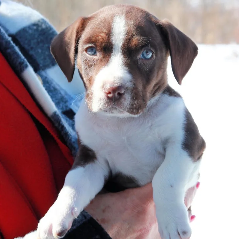 Ct Sandstorm Avail Mar