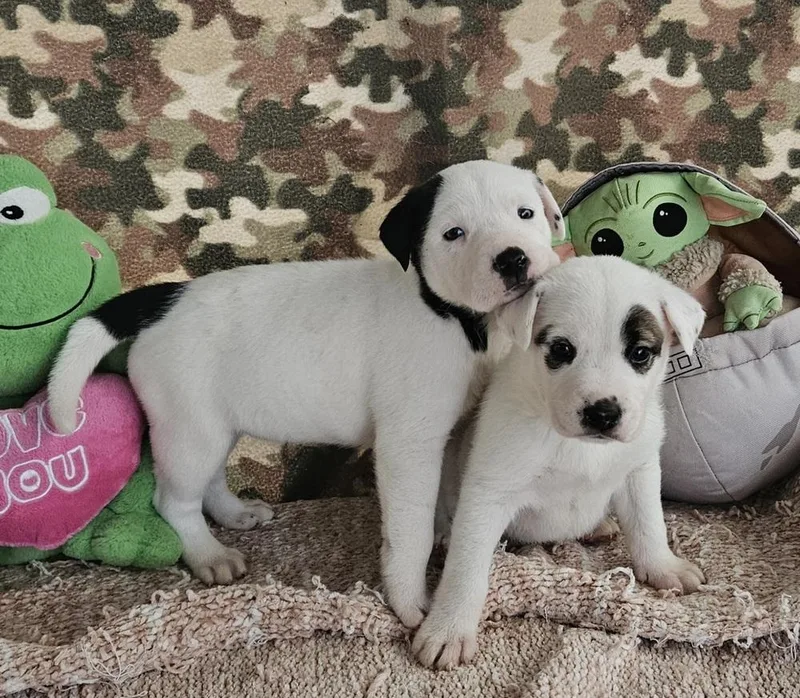 Cute Puppies Ready April