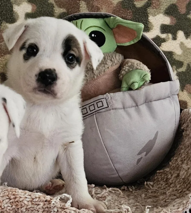 Cute Puppies Ready April thumbnail 2