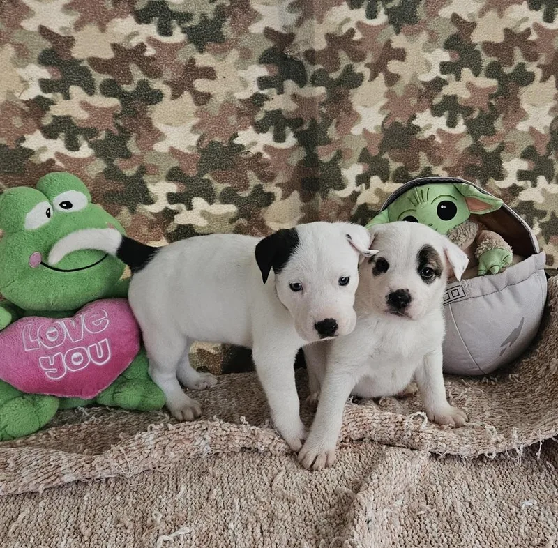 Cute Puppies Ready April thumbnail 4