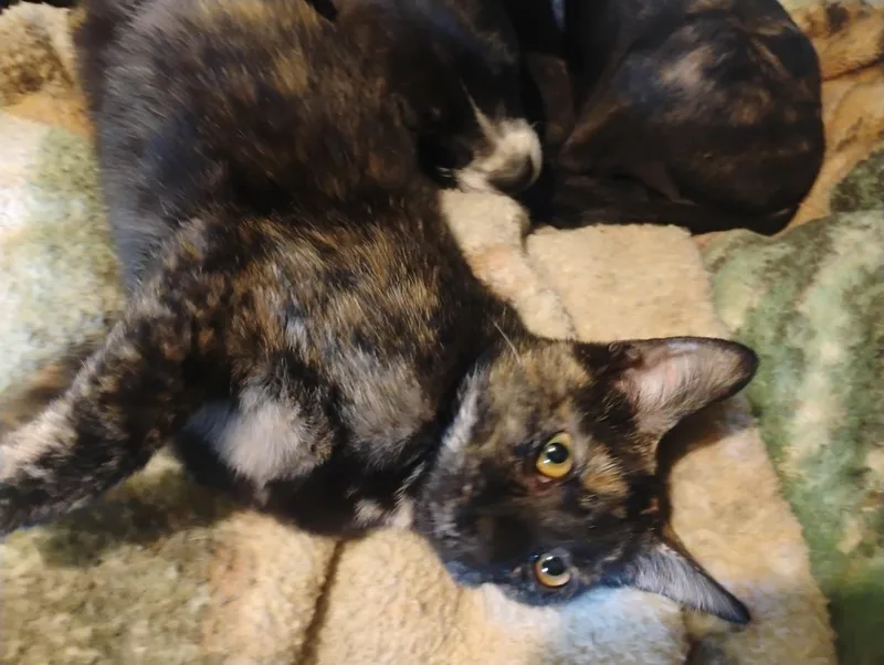 Mulan Waldo Litter thumbnail 2