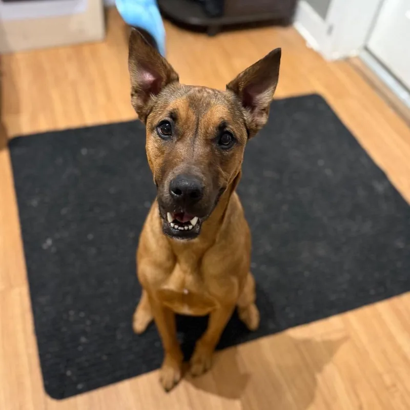 Ct Indigo thumbnail 3