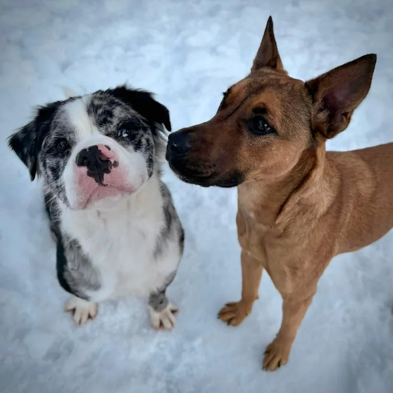 Ct Indigo thumbnail 4