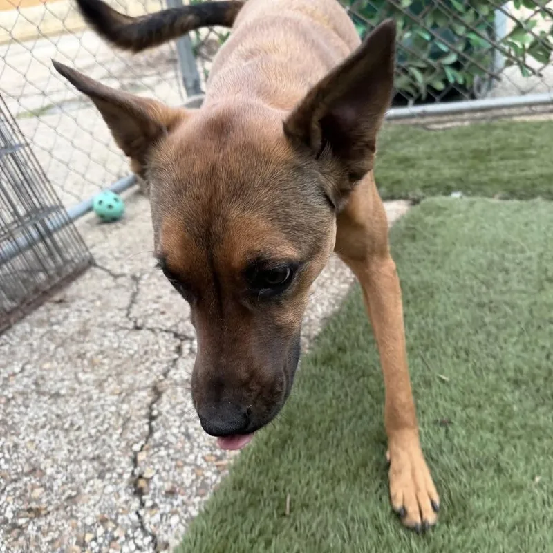 Ct Indigo thumbnail 5