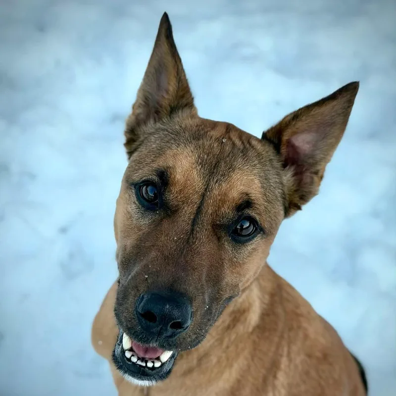 Ct Indigo thumbnail 6