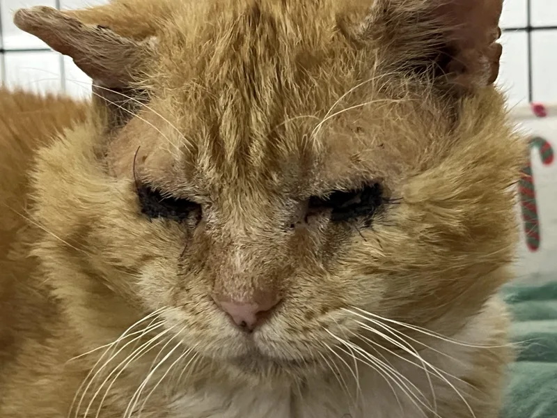 A senior medium-sized male Tabby (Orange / Red) Domestic Short Hair cat named Pumpkinhead for adoption in Williamsburg, VA
