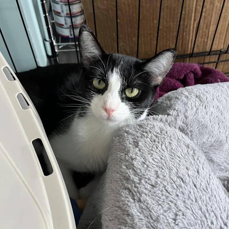 Marshmallow thumbnail 2