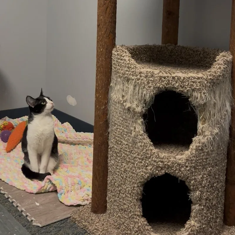 Marshmallow thumbnail 3