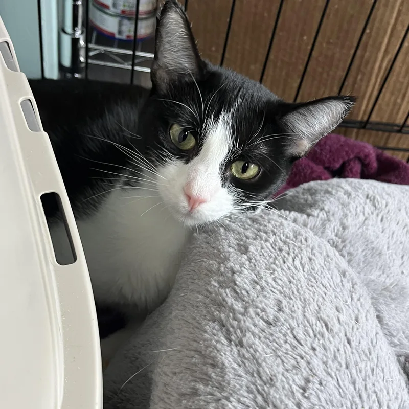 Marshmallow thumbnail 4