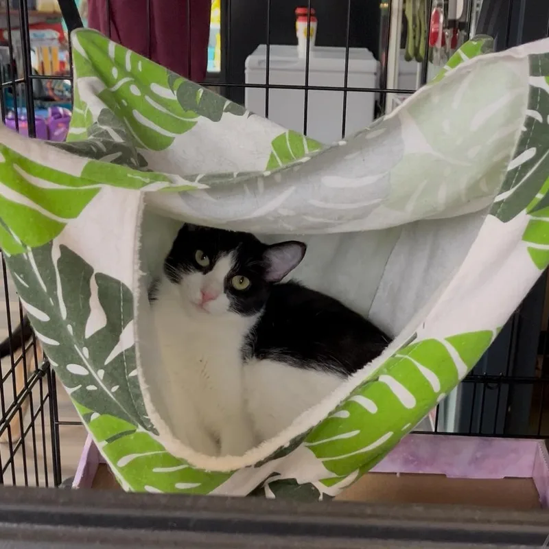 Marshmallow thumbnail 5