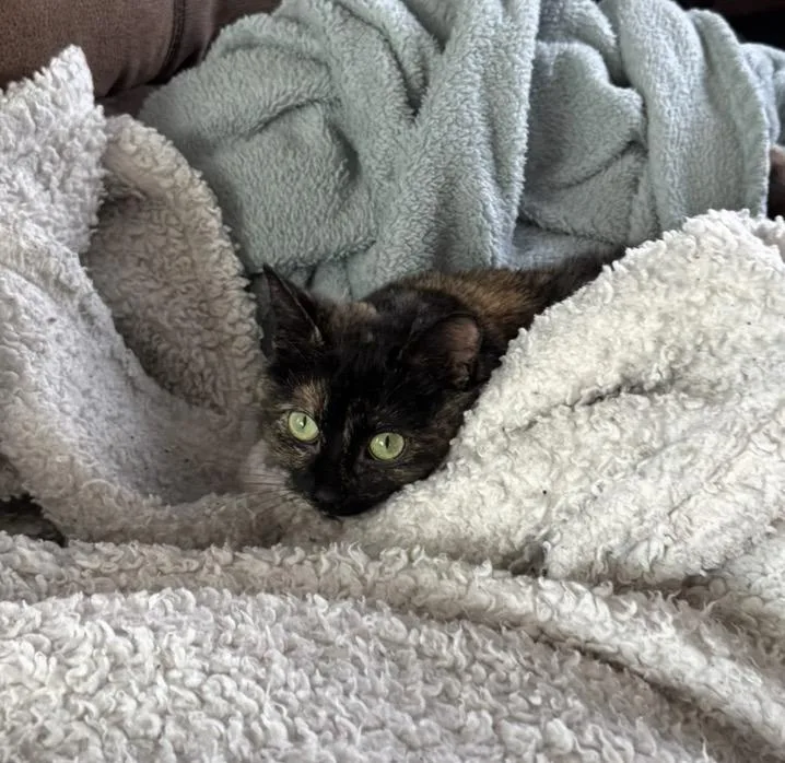 Charlotte thumbnail 2