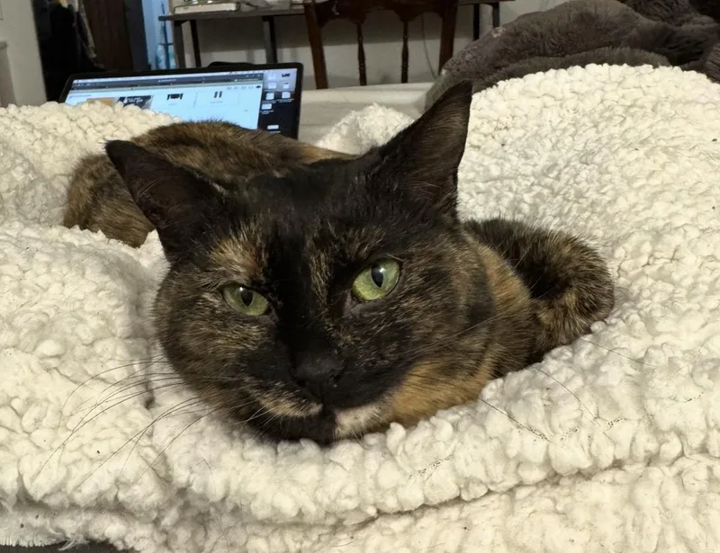 Charlotte thumbnail 3