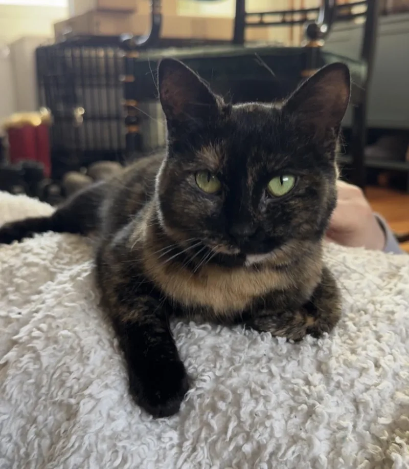 Charlotte thumbnail 4