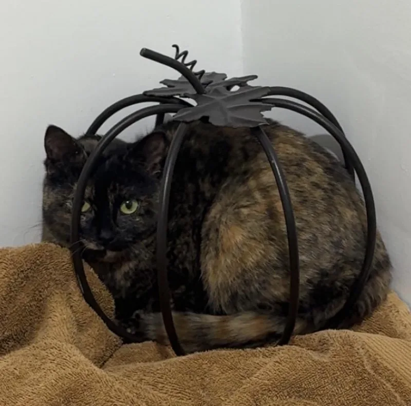 Charlotte thumbnail 5