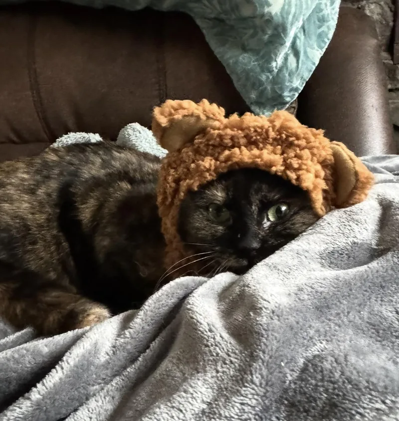 Charlotte thumbnail 6