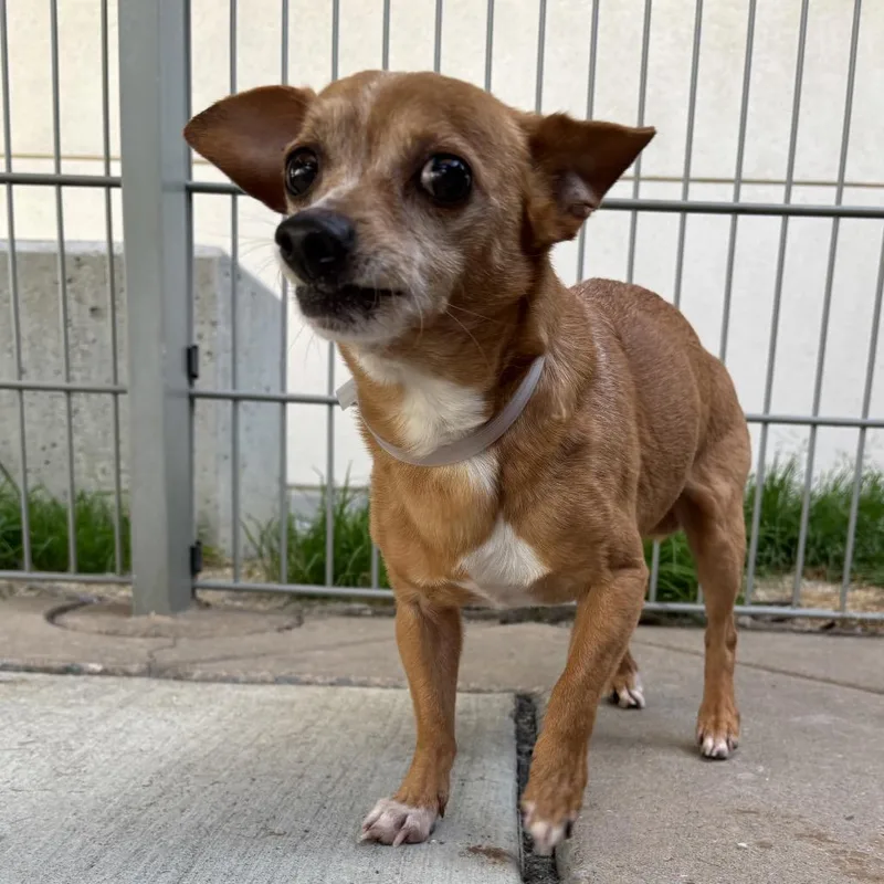 Chocolate Chunk thumbnail 2