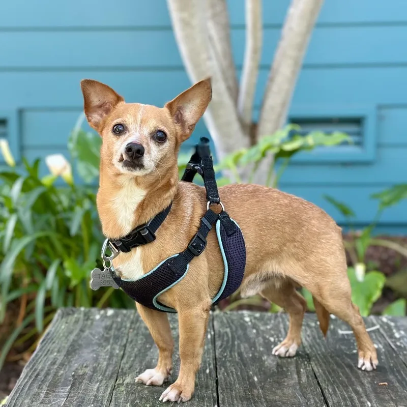 Chocolate Chunk thumbnail 3