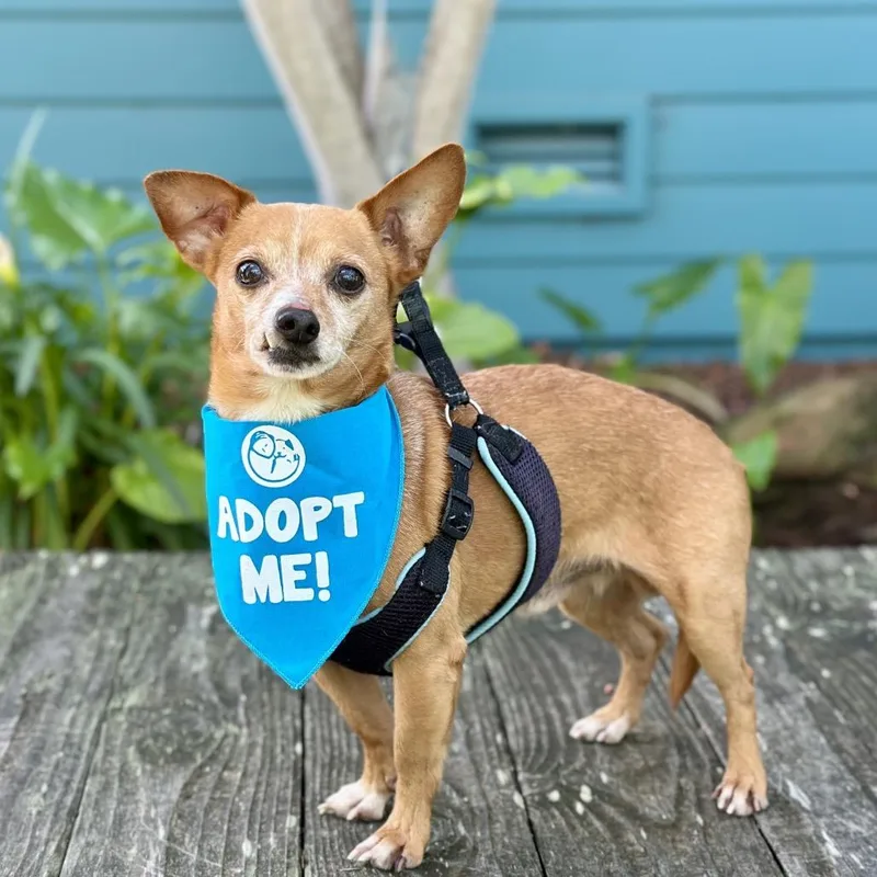 Chocolate Chunk thumbnail 4